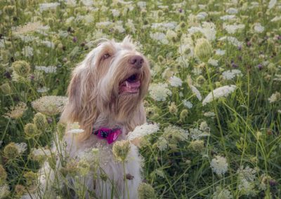Spinone Italiano dog in clover field close up - Fetching Foto Photography