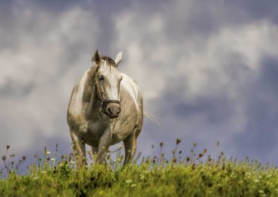 Lipizzaner horse stands in white clover field with blue sky & clouds - Fetching Foto Photography