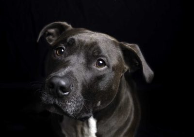 Pit Bull in studio with black backdrop and dramatic light - Fetching Foto Photography