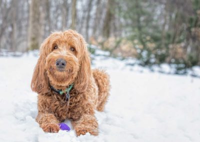 Brown Golden doodle smiling and laying in snow - Fetching Foto Photography