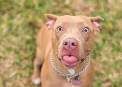 Pitbull with smile and googy tongue - Fetching Foto Photography