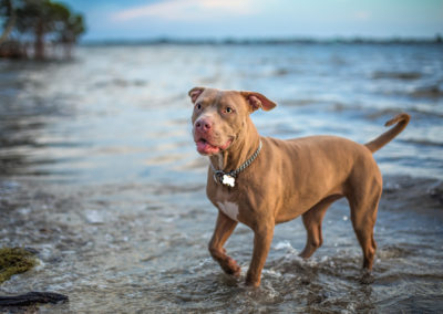 Pitbull in water at sunset - Fetching Foto Photography