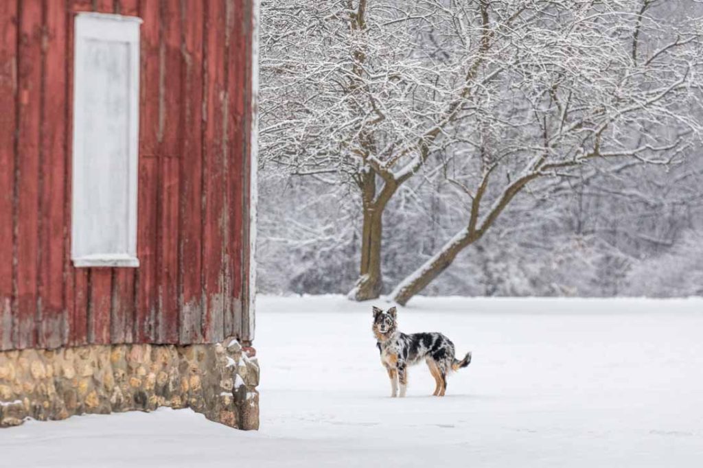 Tri colored border collie puppy stands looking on in a filed of snow next to a red barn with snow covered branches in the distance.